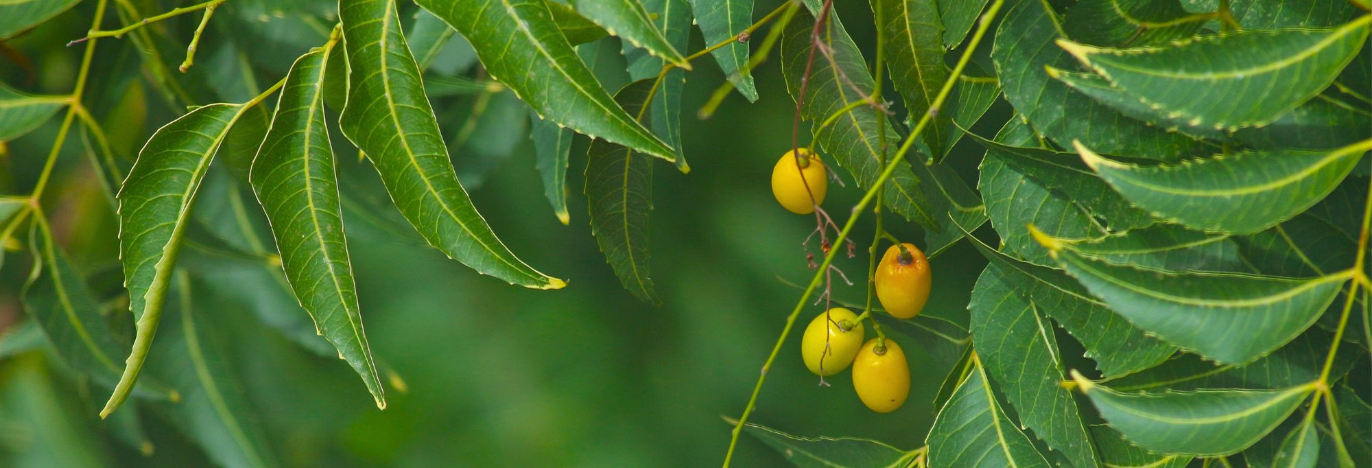 Cleansers & Clarifying