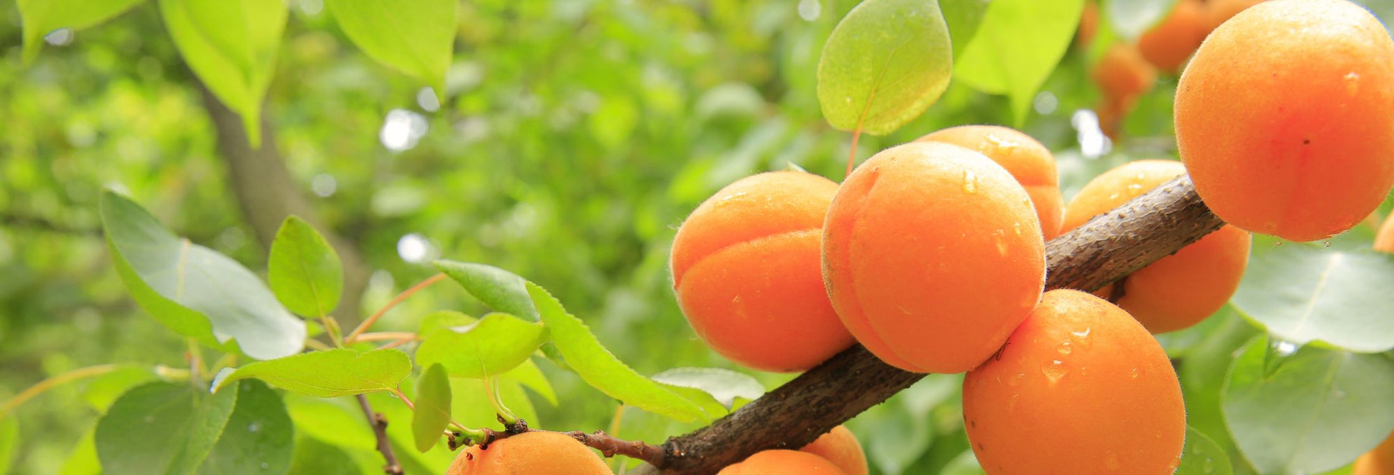 Moisturizing Creams & Balms