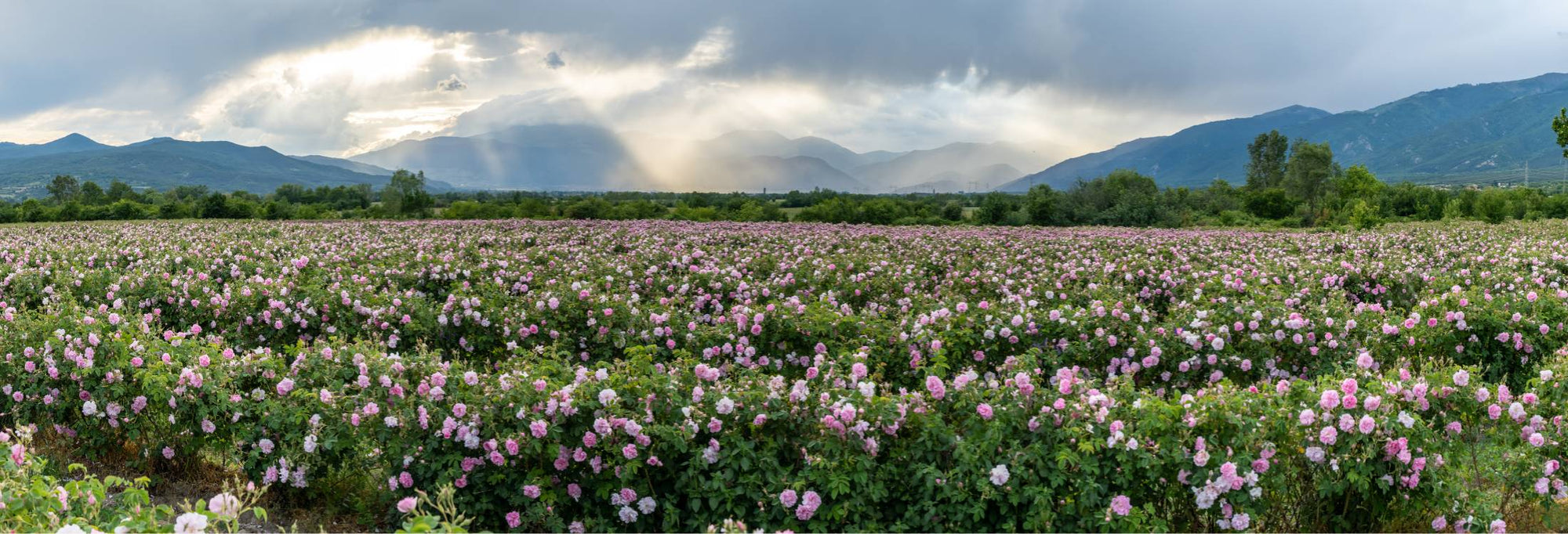 Nut-Free Luxury Face Line